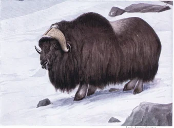 Musk Ox